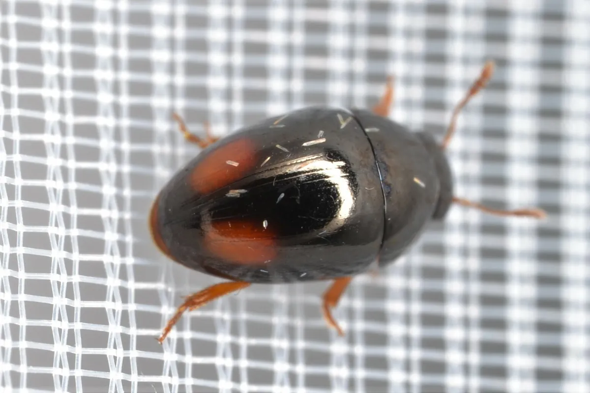 Olibrus bicolor - photo 3