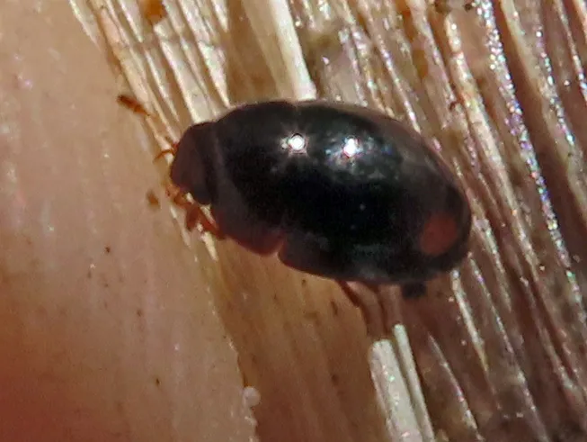 Olibrus bimaculatus - photo 3
