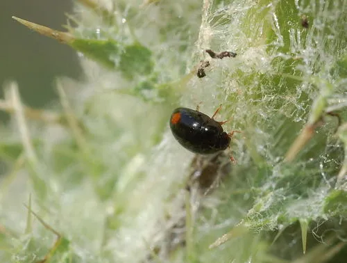 Olibrus bisignatus