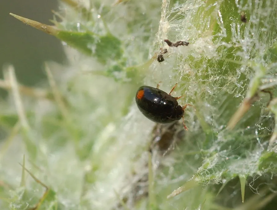 Olibrus bisignatus - photo 3
