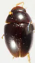 Olibrus bullatus