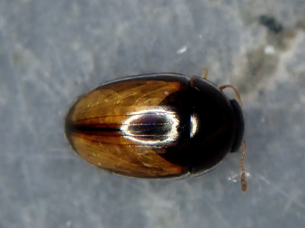 Olibrus corticalis - photo 2