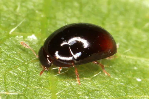 Olibrus flavicornis