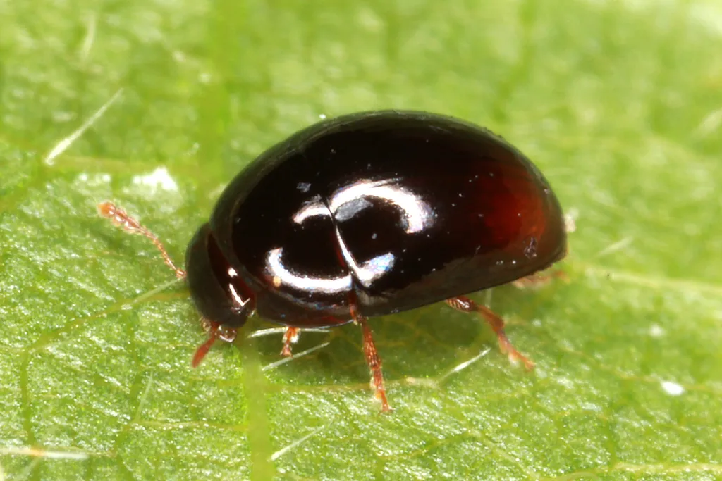 Olibrus flavicornis - photo 2