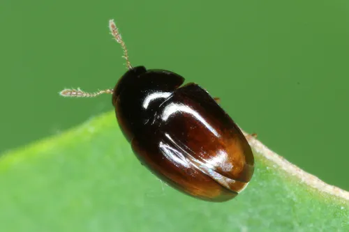 Olibrus liquidus