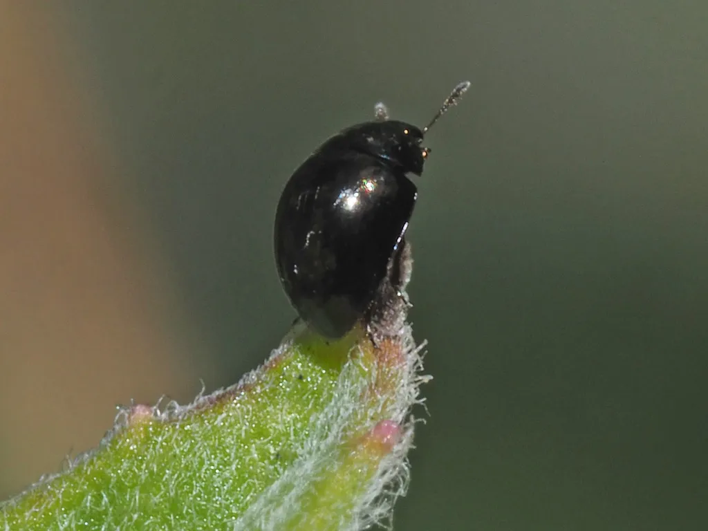 Olibrus millefolii - photo 2