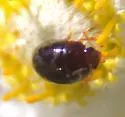 Olibrus rufipes