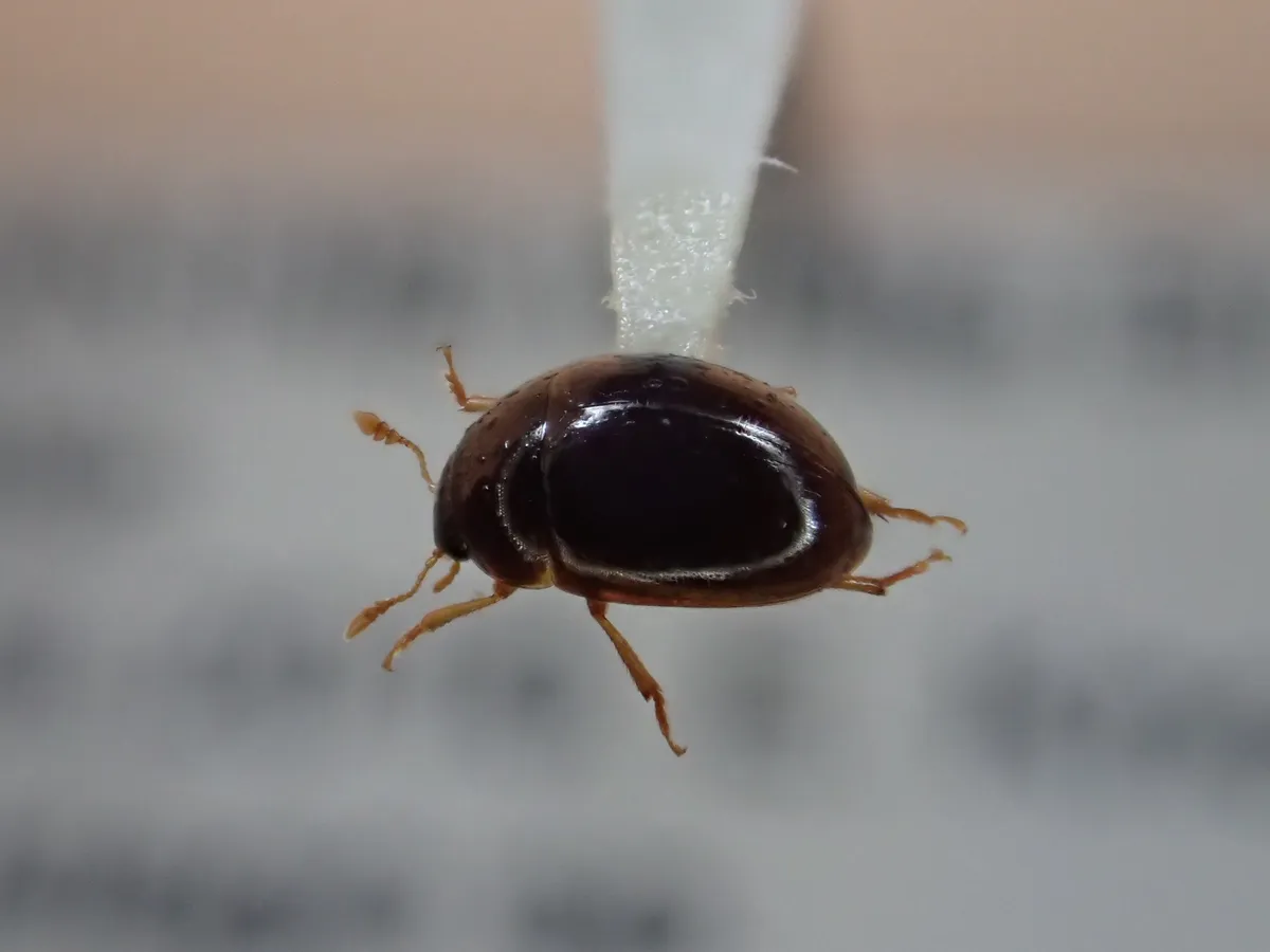 Olibrus semistriatus