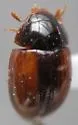 Olibrus vittatus