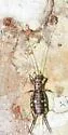 Silent Scaly Cricket