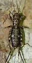 Silent Scaly Cricket - photo 2