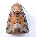 Bridgham's Brocade - Hodges#9415