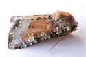 Bridgham's Brocade - Hodges#9415 - photo 2