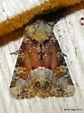 Bridgham's Brocade - Hodges#9415 - photo 4