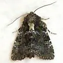 Oligia chlorostigma - Hodges#9402