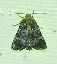 Oligia chlorostigma - Hodges#9402 - photo 5