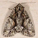 Oligia divesta - Hodges#9559