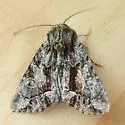 Oligia divesta - Hodges#9559 - photo 2