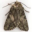Oligia divesta - Hodges#9559 - photo 4