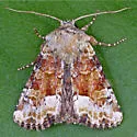Neumoegen's Quaker - Hodges#9417