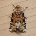 Neumoegen's Quaker - Hodges#9417 - photo 2
