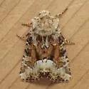 Neumoegen's Quaker - Hodges#9417 - photo 3