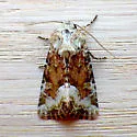 Neumoegen's Quaker - Hodges#9417 - photo 5