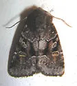 Small Brocade - Hodges#9416 - photo 2