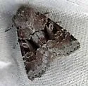 Small Brocade - Hodges#9416 - photo 3