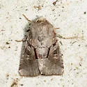 Small Brocade - Hodges#9416 - photo 4