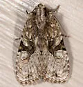Black-banded Brocade - Hodges#9404 - photo 2