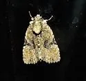 Black-banded Brocade - Hodges#9404 - photo 3
