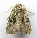 Black-banded Brocade - Hodges#9404 - photo 4