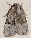 Black-banded Brocade - Hodges#9404 - photo 5
