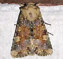 Oligia rampartensis - Hodges#9414.1 - photo 2
