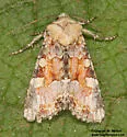 Oligia rampartensis - Hodges#9414.1 - photo 5