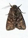 Oligia tusa - Hodges#9405