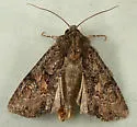 Oligia tusa - Hodges#9405 - photo 2