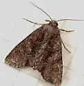 Oligia tusa - Hodges#9405 - photo 3