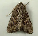 Oligia tusa - Hodges#9405 - photo 4