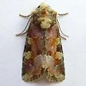 Oligia violacea - Hodges#9414