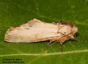 Oligocentria delicata - Hodges#8020 - photo 2