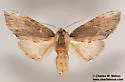 Oligocentria delicata - Hodges#8020 - photo 3