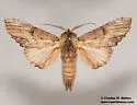 Oligocentria delicata - Hodges#8020 - photo 4