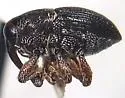 Oligolochus bracatus - Oligolochus bracatus