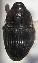 Oligolochus bracatus - photo 2