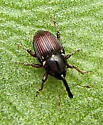 Oligolochus bracatus - photo 3