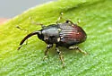 Oligolochus bracatus - photo 4