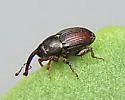 Oligolochus bracatus - photo 5
