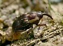 Oligolochus ornatus